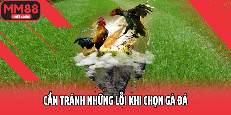 Cần tránh những lỗi khi chọn gà đá
