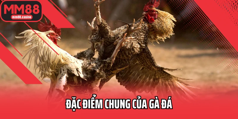 Đặc điểm chung của gà đá