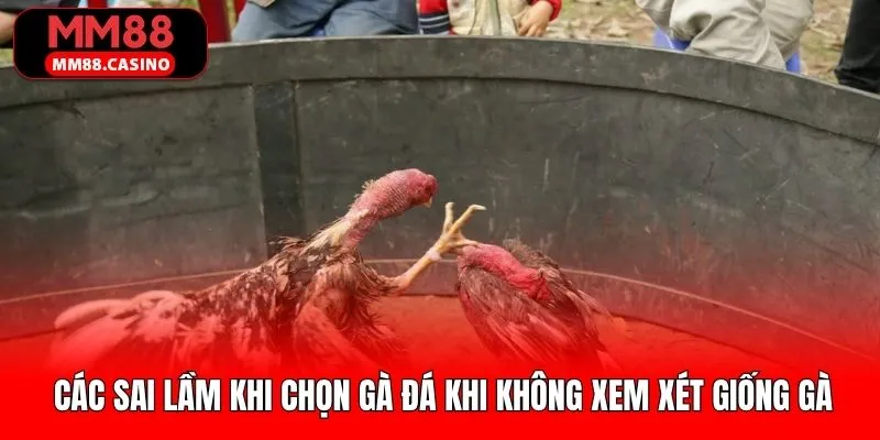 Các lỗi sai khi chọn gà đá mà không tìm hiểu về giống 