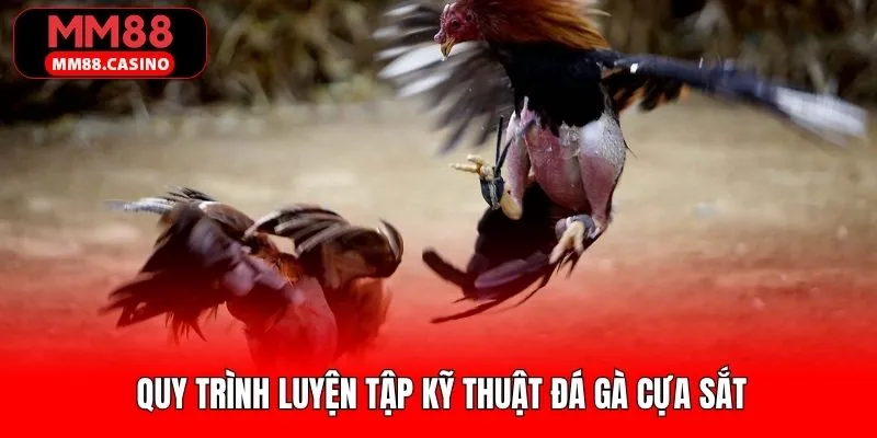 Kỹ thuật đá gà cựa sắt thể hiện qua quy trình luyện tập 